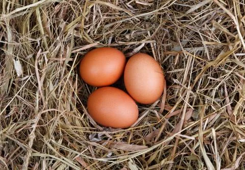 Nest eggs Stock Photos
