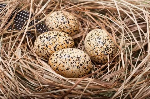 Nest Eggs Stock Photos