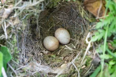 Nest with eggs Stock Photos