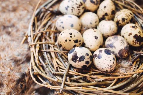 Nest with eggs of quails 스톡 사진