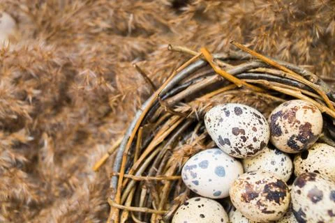 Nest with eggs of quails Фото