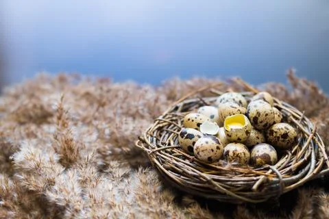 Nest with eggs of quails Фото