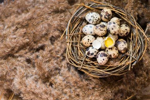 Nest with eggs of quails Stock Photos