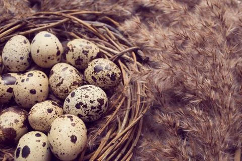 Nest with eggs of quails Stock Photos