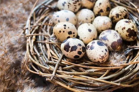 Nest with eggs of quails Фото