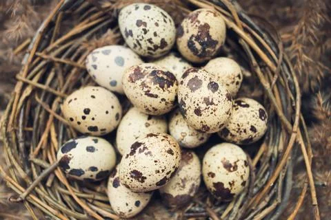 Nest with eggs of quails Stock Photos