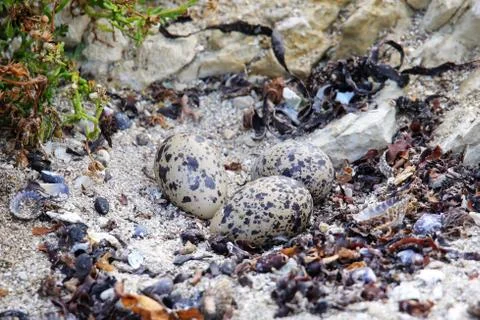 Nest with eggs of Variable oystercatcher 스톡 사진