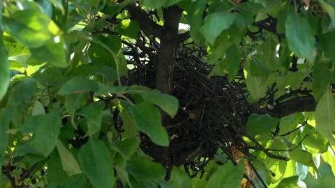 Nest Eurasian Jay on tree (Garrulus glandarius) Video stock 111926447