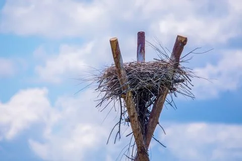 The nest of the Far Eastern stork is installed on an artificial support. Stock Photos