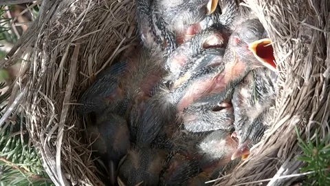 Nest of Fieldfare chicks in Norway Stock Footage 148317585