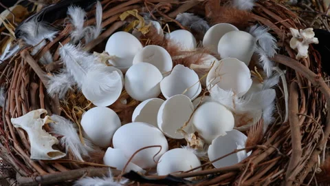 Nest filled with open cracked eggs. Bird nest with hatched eggs wildlife an.. Stock Footage 345916205