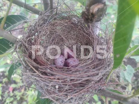 A nest filled with three bird eggs in the branches of a Mango tree ...