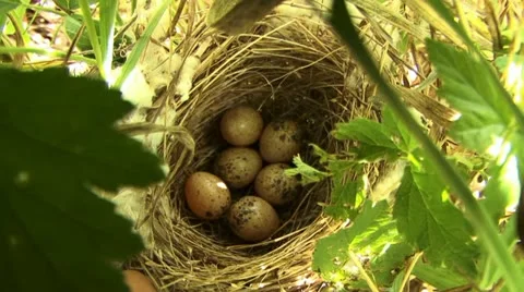 Nest Stock Footage 18185818