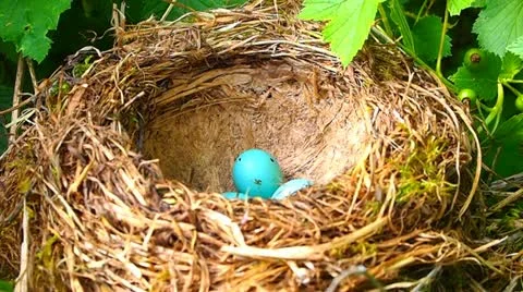 Nest Video stock 20630088