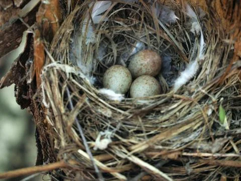 Nest in the forest with bird eggs Stock Photos