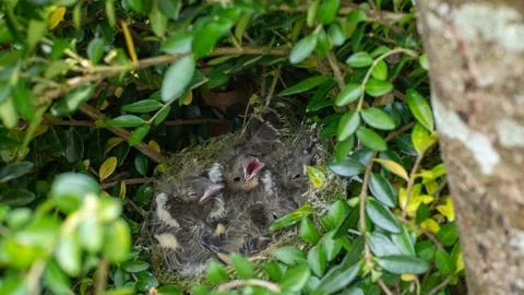 Nest full of chicks Stock Photos