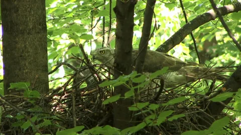 The nest of the goshawk 1 Stock Footage 27426445