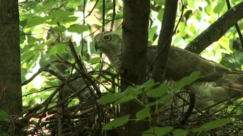 The nest of the goshawk 2 Video stock 27426386