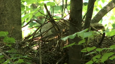 The nest of the goshawk 3 Video stock 27426283