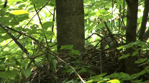 The nest of the goshawk 4 Video stock 27426558