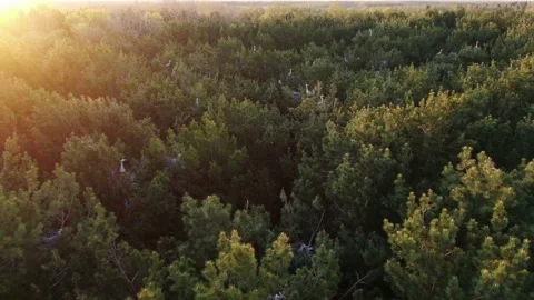 The nest of the gray Heron. The settlement of grey herons aerial view Stock Footage 146989952