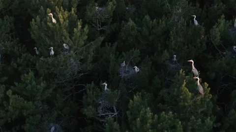 The nest of the gray Heron. The settlement of grey herons aerial view Stock Footage 146990680