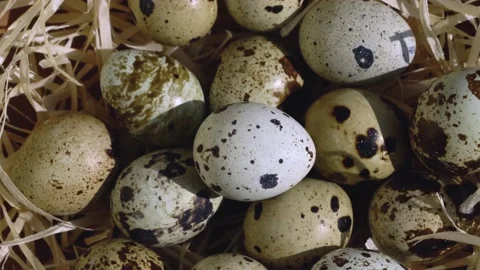 Nest with a group of quail eggs close-up. Stock Footage 150268071