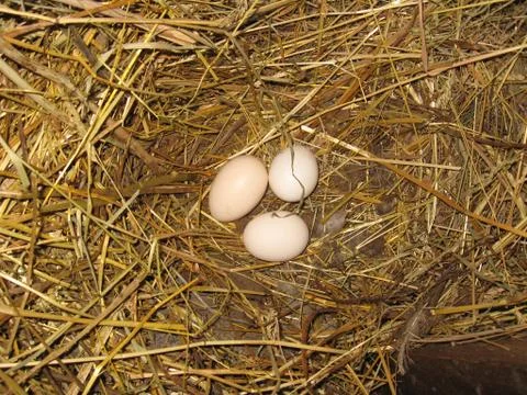 Nest of the hen with three eggs Stock Photos