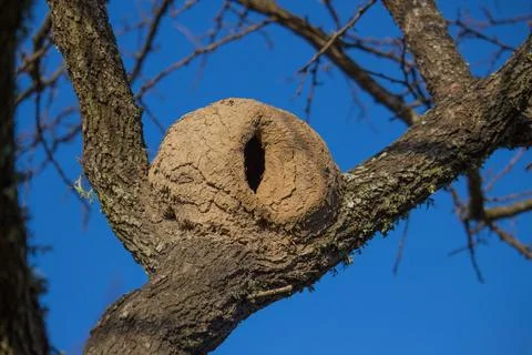 Nest of hornero Stock Photos