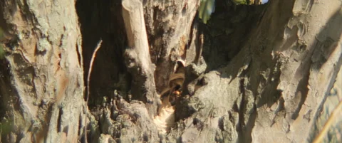 Nest of hornets in a tree 4K scope video Stock Footage 315934418