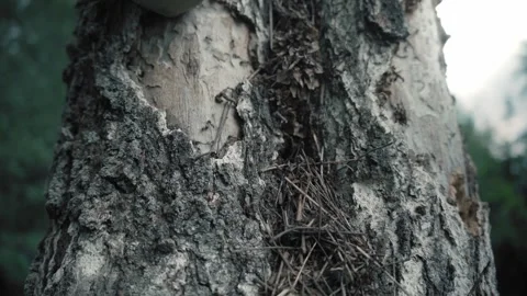 A nest of huge ants in an old tree. insects. cinematic view Stock Footage 276984648