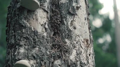 A nest of huge ants in an old tree. birch tree. insects. cinematic view Stock Footage 283404724