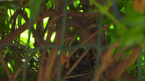 Nest with Hungry Linnet Chicks Stock Footage 158451631
