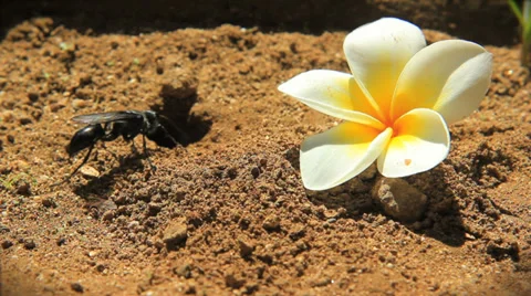 The nest of an Indonesian digging wasp Stock Footage 36045288