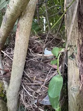 Nest inside trees with an egg shell in it, small bird nest picture, green leaves Stock Photos