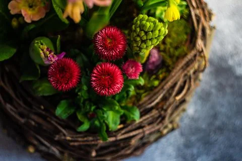 Nest interior spring composition 스톡 사진