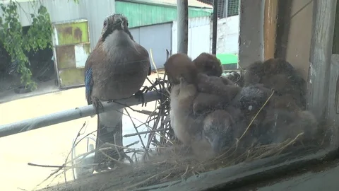 Nest. Jay and chicks. Care Stock Footage 76692173