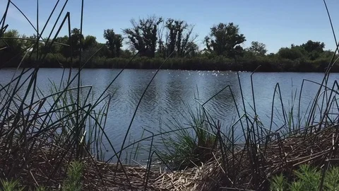 Nest at Lake Stock Footage 75593116