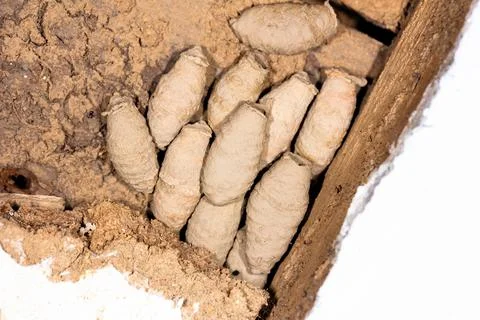 Nest with mud wasp (Sceliphron) larvae in mud cocoons on the wall of an old b Stock Photos