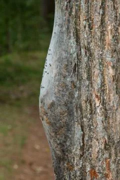 Nest of Oak processionary Stock Photos