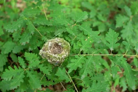 Nest of the oak tree Stock Photos