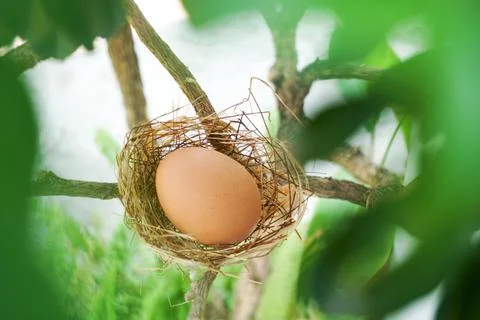 A nest with one egg on a branches Foto stock