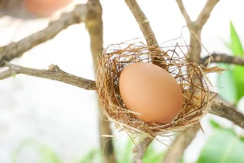 A nest with one egg on a branches Stock Photos