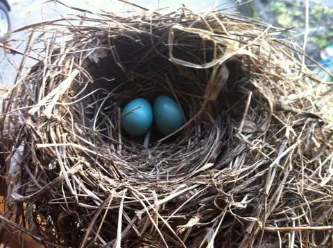 Nest Foto stock