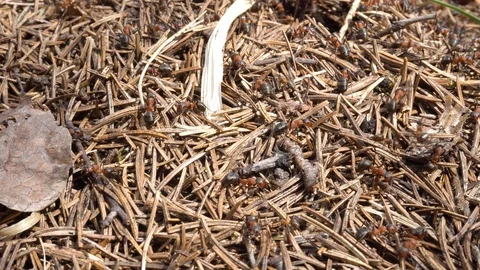 Nest of pine needles with large grey ants Stock Footage 89810033