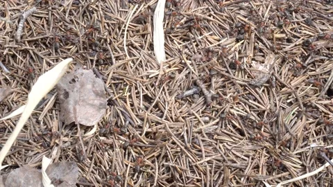 Nest of pine needles with large grey ants Stock Footage 151478863