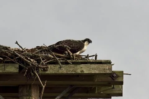 Nest on a platform with an Osprey. Foto stock