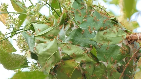 Nest of red ant on tree. Stock Footage 104932858
