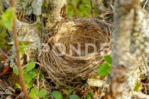 Nest of Redwing - Turdus iliacus bird in the thrush family, Turdidae, native Stock Photos