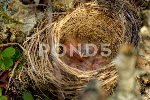 Nest of Redwing - Turdus iliacus bird in the thrush family, Turdidae, native Stock Photos